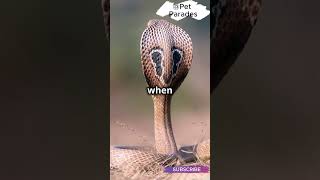 🐍The Black Mamba Isn’t Really Black 😱Discover the Truth About This Deadly Snake  facts shorts [upl. by Laleb61]