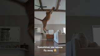 Moose has a 50 inch vertical cat catlover animals funnycats [upl. by Thorma]