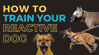 Dog Reactivity Training 4  How to Train a Reactive Dog  Professional Dog Training Advice [upl. by Arnon]