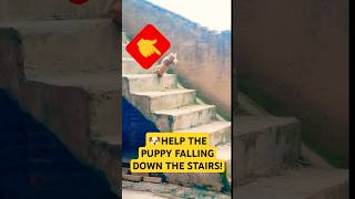 🦮Short dogs and stairs dont go well together 😲 dog puppy corgi pets shorts [upl. by Edals]