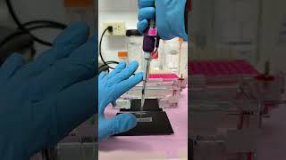 Agarose gel electrophoresis Use Parafilm for sample loading biologíamolecular laboratorio biotec [upl. by Ifar]