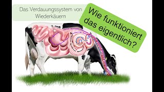 Das Verdauungssystem von Wiederkäuern  ein Erklärvideo [upl. by Broderic]