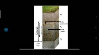 Process of Alkalization and gleization in Soil [upl. by Atikihs]