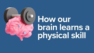 How our Brain Learns a Physical Skill [upl. by Aryt]