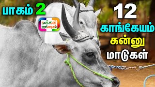 PART 2 12 காங்கேயம் கன்னு மாடுகள் ஒரே இடத்தில் காராம்பசு கன்னு மாடு வேண்டுமா  kangeyam cow [upl. by Nilatak842]