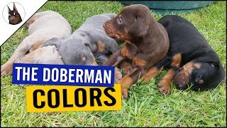 The DOBERMAN COLORS and one with PROBLEMS [upl. by Fabyola]