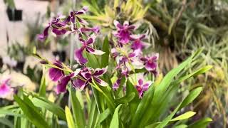 Miltonia orchids [upl. by Purse981]