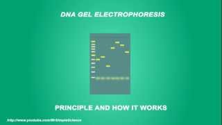 DNA Gel electrophoresis  Simple Animated Tutorial [upl. by Gillmore]