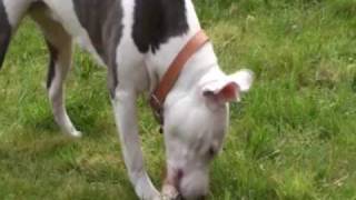 Pied Staffordshire Bull Terrier Playing [upl. by Lairbag96]