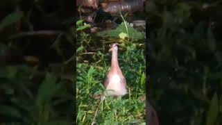 youtubeshort birds Juvenile and young Brozen winged Jacana birds [upl. by Truda962]