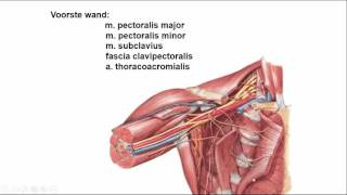 oksel regionale anatomie [upl. by Pilloff]