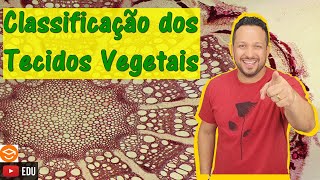 Classificação dos Tecidos Vegetais  Histologia Vegetal  Botânica [upl. by Jews176]