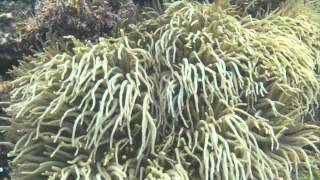 Heteractis crispa Sebae Anemone with Amphiprion barberi Fiji Tomato Clownfish [upl. by Shanks]