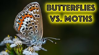 Butterflies vs Moths How to Distinguish Them [upl. by Idnis]