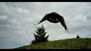 Various Raven Vocalizations at Golden Eagle Perch [upl. by Aihseuqal871]