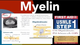 Myelin Myelinsheath Schwann cells amp Oligodendrocytes in HindiUrdu by first aid for USMLE step 1 [upl. by Alexine57]