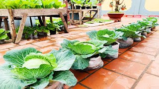 Grow cabbage from seeds [upl. by Nerval]