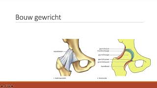 53  De bouw van gewrichten [upl. by Farra238]