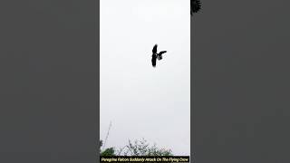 peregrine falcon suddenly attack on the flying crow fyp [upl. by Iak]