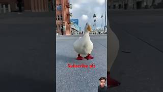 RACER DUCK 🦆 duck amazingfacts animals factsinhindi amazing shortfeed trending race [upl. by Erdnaid]