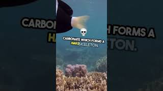 How Coral Reefs Are Formed [upl. by Philippine]