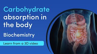 Starch carbohydrate digestion and absorption  MediMagic  3D Video [upl. by Coray525]