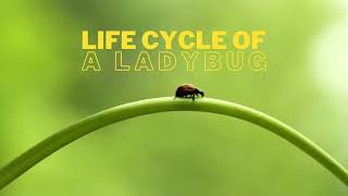 Ladybug  Life Cycle  Learn Facts about Ladybugs [upl. by Paschasia]