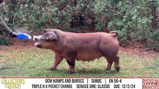 DCM HAMPS AND DUROCS  DUROC  EN 564  NSR Collectors Edition  Nov 20 2024 [upl. by Anyah]