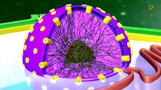 Practicallys Concepts  Nucleus Nuclear Envelope Nucleoplasm amp Nucleoli  LearnPractically [upl. by Weld]