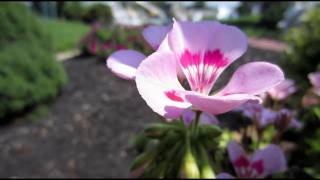 Canon PowerShot ELPH 300 HS HD Montage [upl. by Lewej]