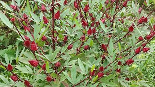 Harvesting Roselle in Manipur  Selok Sougri lokpa [upl. by Buddy]