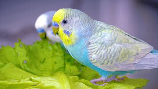 Happy Budgie Sounds while Eating Lettuce [upl. by Maxey612]