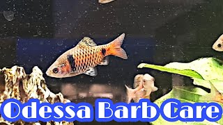 Amazing Odessa Barb Care Tankmates And Breeding Guide [upl. by Yrak]