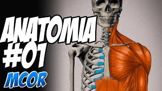 Estudio de la Anatomía Humana  01 [upl. by Eetsim]