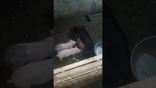 Piglets [upl. by Ianaj]