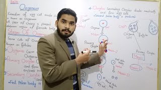 Oogenesis  Process Of Oogenesis In Urdu Hindi By MrHadi  Class 10 Biology  Lecture No 09 [upl. by Summons]