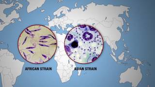 KILLER DISEASES  Leishmaniasis Around the World [upl. by Viole]