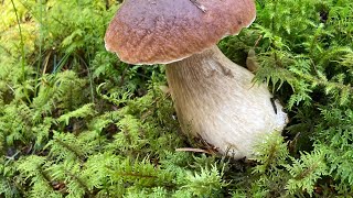 Cèpes  chanterelles en tube et bcps de sourires ♥️ [upl. by Sellma848]