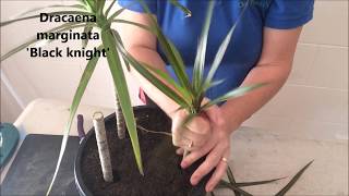 How to Prune amp Propagate your Draceana plants [upl. by Eciram]