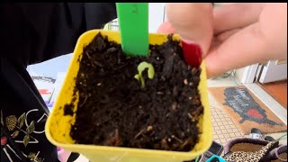 We have a gnat problem Sowing more seeds and an unexpected seed packet find [upl. by Annais]