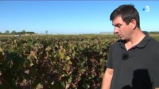 Vendanges dans le HautPoitou [upl. by Akiret]