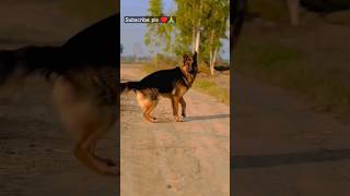 German shepherd dog 😈🔥dog lover snl digital short gsd shorts doglover viralshort [upl. by Westerfield136]