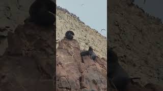 Islas Ballestas en Peru 🇵🇪 [upl. by Ball]