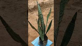 How to grow snake plant at home  100  plant Growing triceps 😳 gardenscapes gardening [upl. by Iniretake]