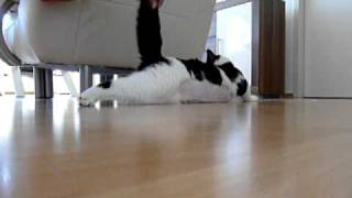 Epileptischer Anfall Kater Willi [upl. by Eimareg532]