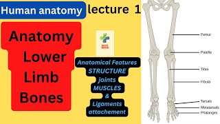 Bones of the lower limb lower limb anatomy lecture 1 introduction  urdu hindi [upl. by Dorrie9]