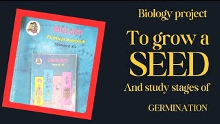 12th std Biology project TopicquotTo grow seed and study stages of germinationquotboardexam biology [upl. by Isteb]