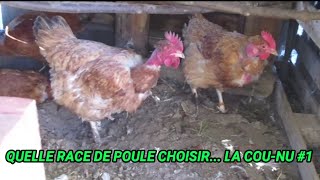 QUELLE RACE DE POULE CHOISIR LA COUNU  EP1 [upl. by Suertemed]