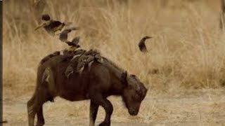 What a smart starling Oxpeckers live only in Africa [upl. by Nived]