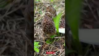 Growing Morel Mushroom Cultivation Technology Morchella [upl. by Lyrrehs92]